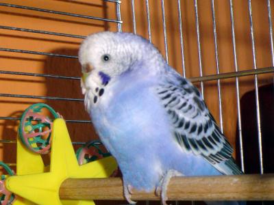 schneevogel 004